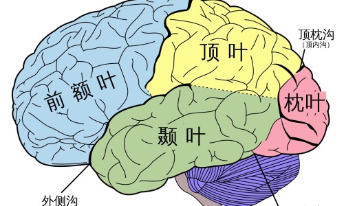 肝硬化病人常见症状不包括-权威肝硬化的征象平台,分享专业肝硬化的知识_肝硬化病人常见症状网